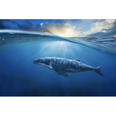 " Whale " by Jamesteohart