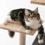 Arbre à chat 64 po Chabeli-539217360