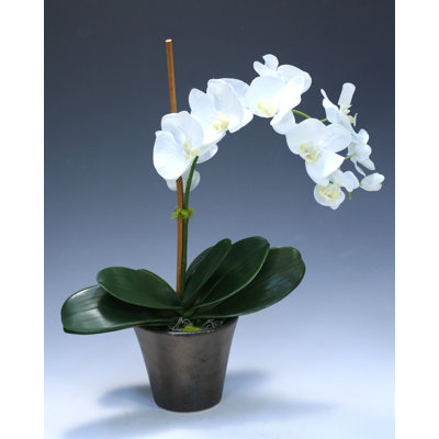 Pot de orchidées de bureau phalaenopsis