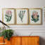 Protea N13 - Ensemble de 3 reproductions d'art-610855370-610503990