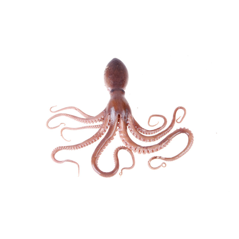 Octopus by Zhengzaishuru - Wrapped Canvas Print, 81cm H x 122cm W