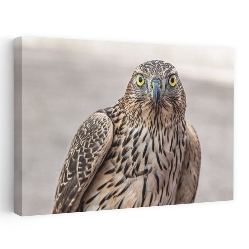Reproduction d'art murale oiseau Intense Goshawk, H 40 po x l 60 po