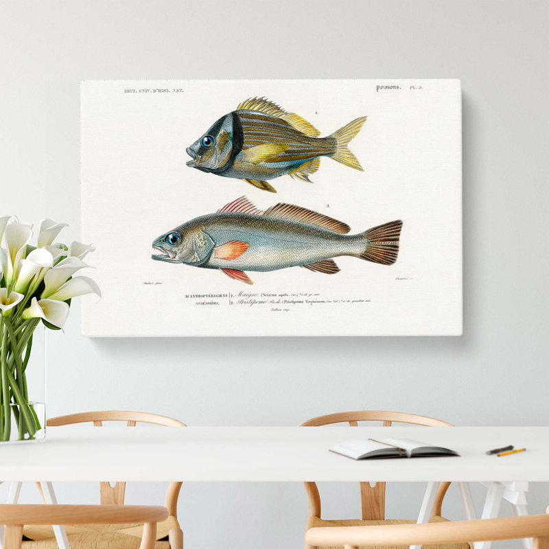 Fish Illustrations PL.5 by Charles D' Orbigny - Wrapped Canvas Painting, 40cm H x 60cm W x 3cm D