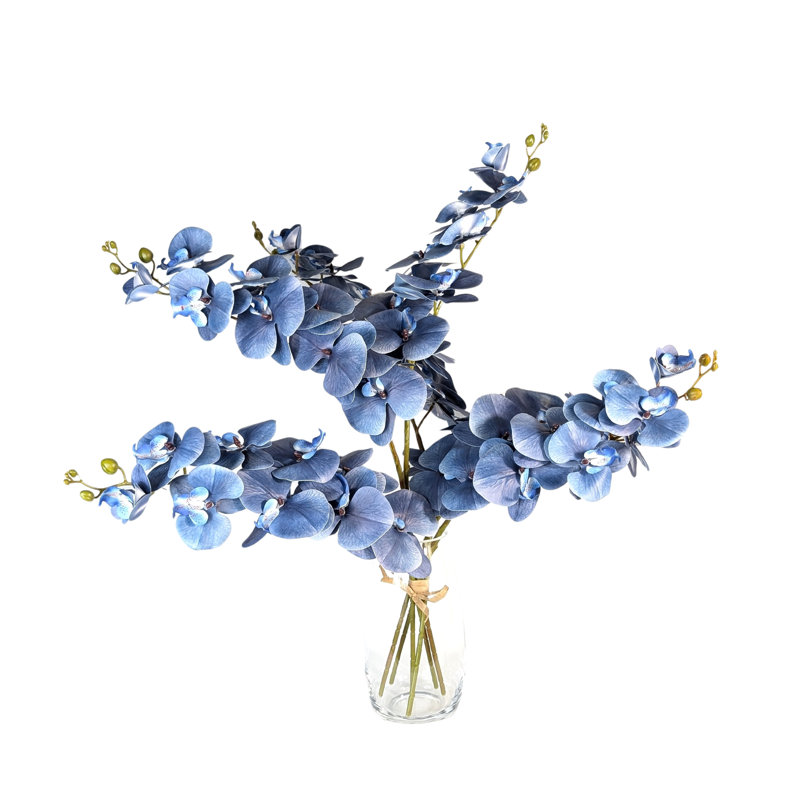 Orchidée phalaenopsis, Bleu foncé minuit 