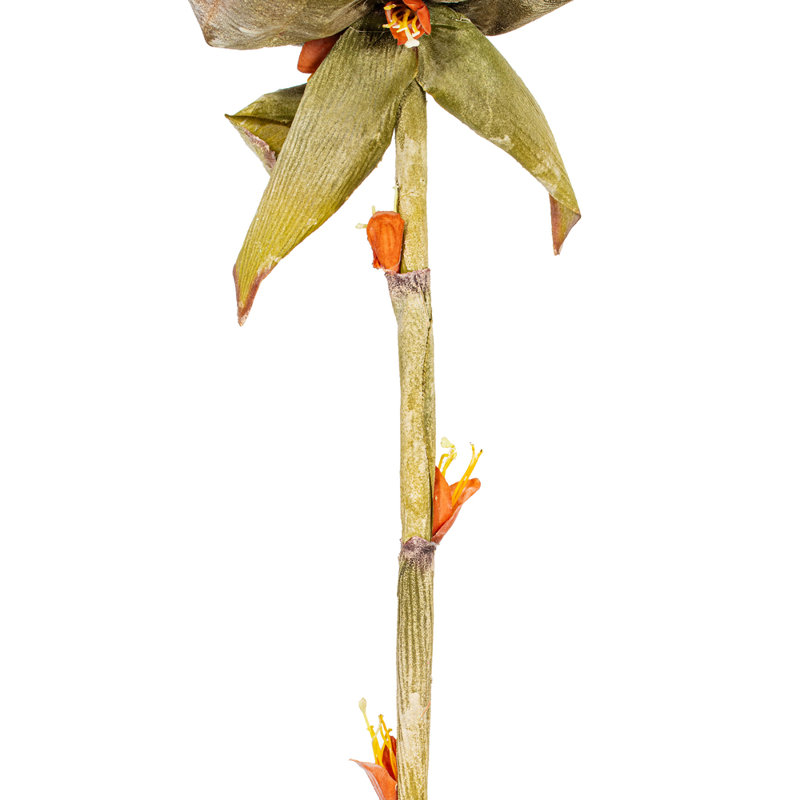 42,5 plante
