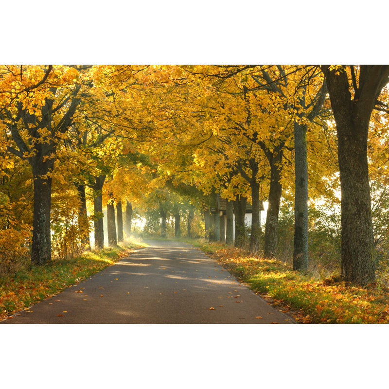 Road In Autumn - Wrapped Canvas Print, 81cm H x 122cm W x 3.8cm D