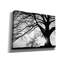 «Oak Silhouette» par PhotoINC Studio-526052629