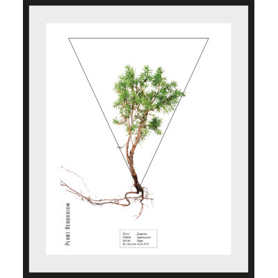 Plant - Single Picture Frame Print