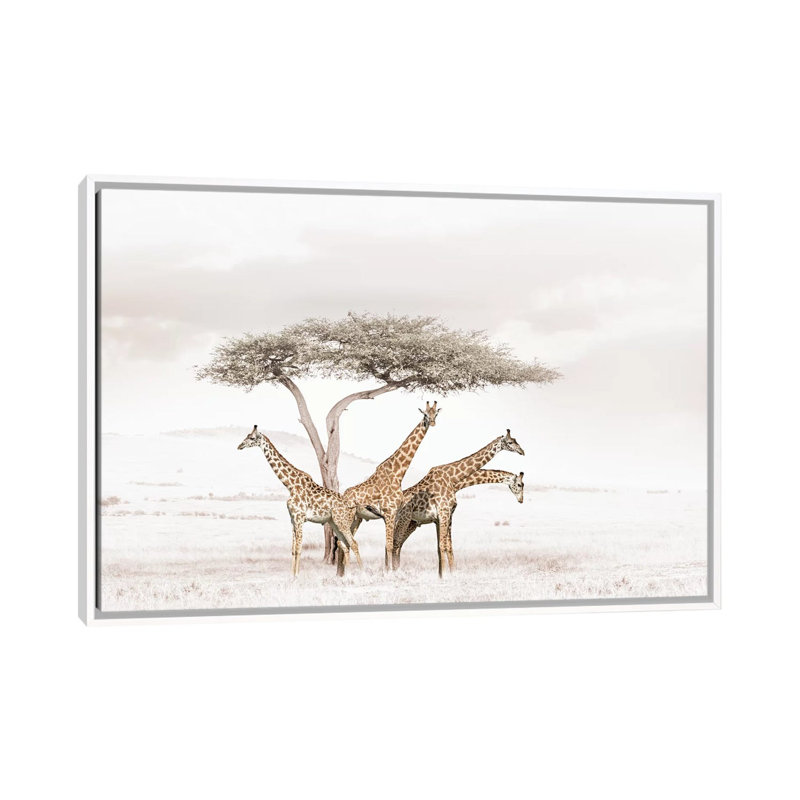 White Giraffes by Klaus Tiedge - Print on Canvas, 66.04 cm H x 45.72 cm W, White Framed