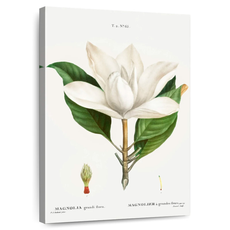 Harnek Magnolia du Sud, H 12 po x l 8 po