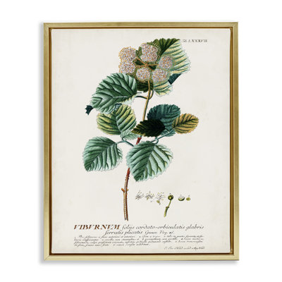 "Botanical Plant Illustration Seeds", impression sur toile par World Art Group