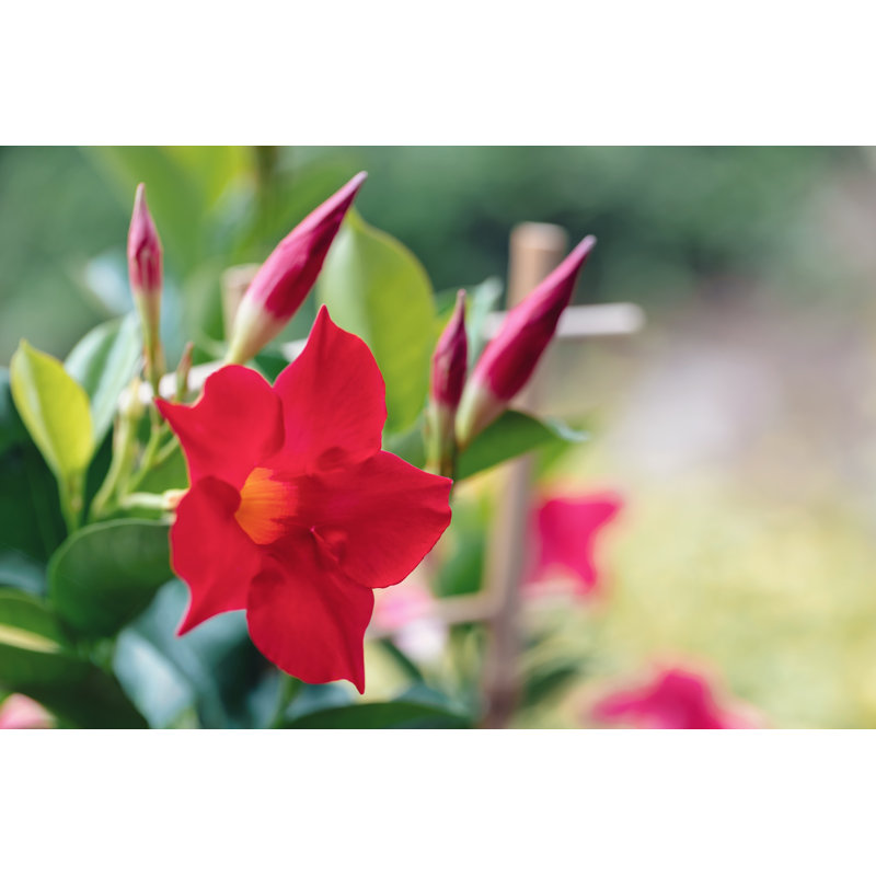 Flowering Red by Artush - Wrapped Canvas Print, 20cm H x 30cm W