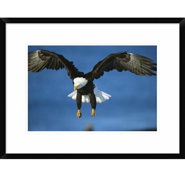 Global Gallery Bald Eagle Flying Framed On Paper Print - Wayfair Canada