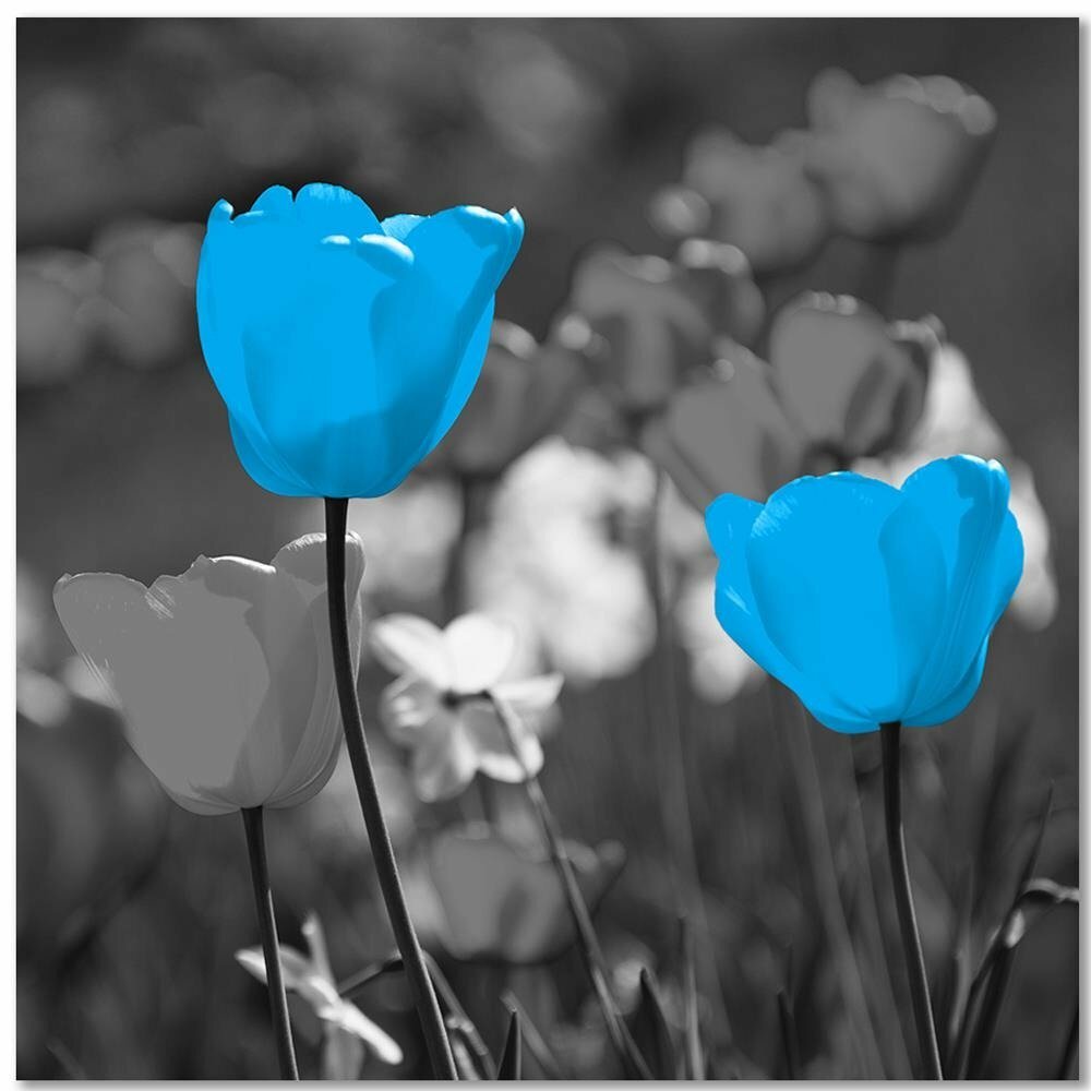 Leinwandbild Blaue Tulpen auf einer Wiese