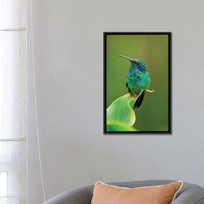 Green Violet-Ear Hummingbird Perched On Leaf, Costa Rica by Thomas Marent - Graphic Art