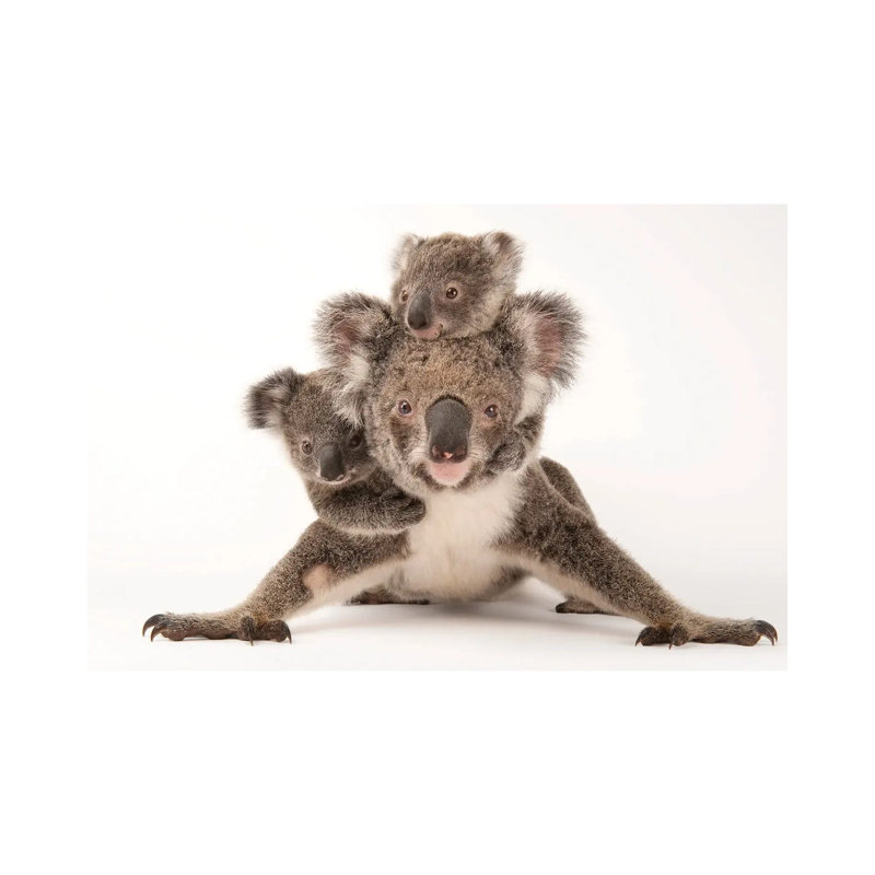 Augustine, A Mother Koala With Her Young Ones Gus And Rupert At The Australia Zoo Wildlife Hospital by Joel Sartore - Gallery-Wrapped Canvas Giclée on Canvas