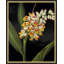 Poetic Botanicals 6 Print by Lillian August