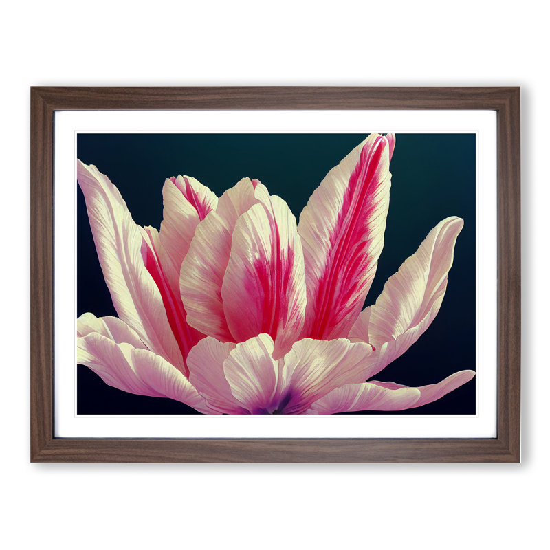 XH1022-10150X Wild Flower - Single Picture Frame Print, 46cm H x 64cm W x 2cm D, Walnut Framed