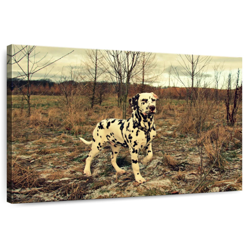 Crowle Glorious Dalmatian, 24" H x 36" W