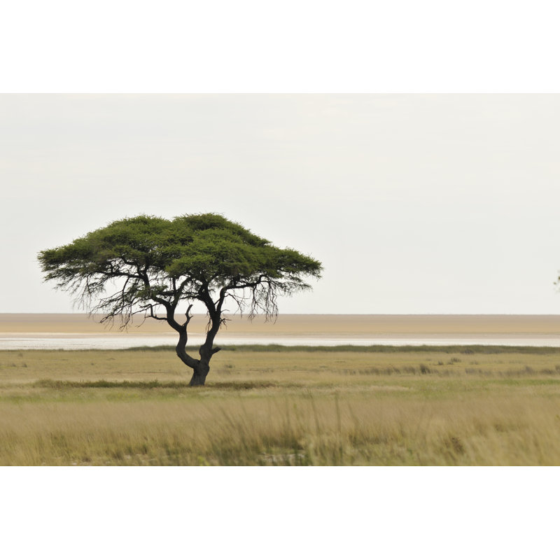 Acacia Tree In Africa - Wrapped Canvas Print, 51cm H x 76cm W x 3.8cm D