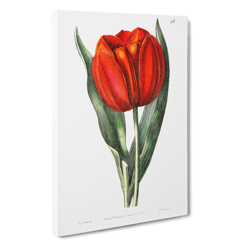 Red Tulip - Wrapped Canvas Painting, 50cm H x 35cm W x 3cm D