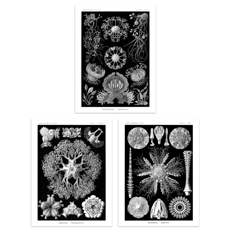 Sea Urchins Black White Haeckel Vintage Illustrations Starfish - 3 Piece No Frame Print Set, 40.5cm H x 30.5cm W x 0.3cm D