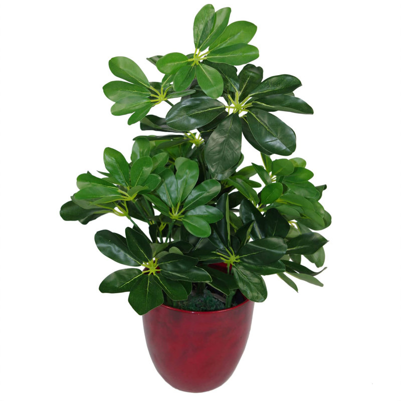 55cm Faux Plant in Pot Liner, 55 cm x 30 cm, Dark Green
