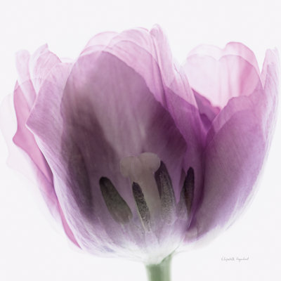 Inside Out I Crop by Elizabeth Urquhart - Wrapped Canvas Print