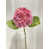 Rose bonbon sélectionné