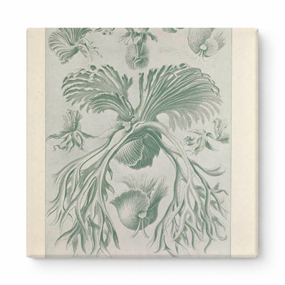 Kunstformen der Natur, Tafel 52 – Filicinae (1904) — Square Canvas Wall Art