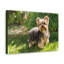 No Frame Print on Canvas-1898974783