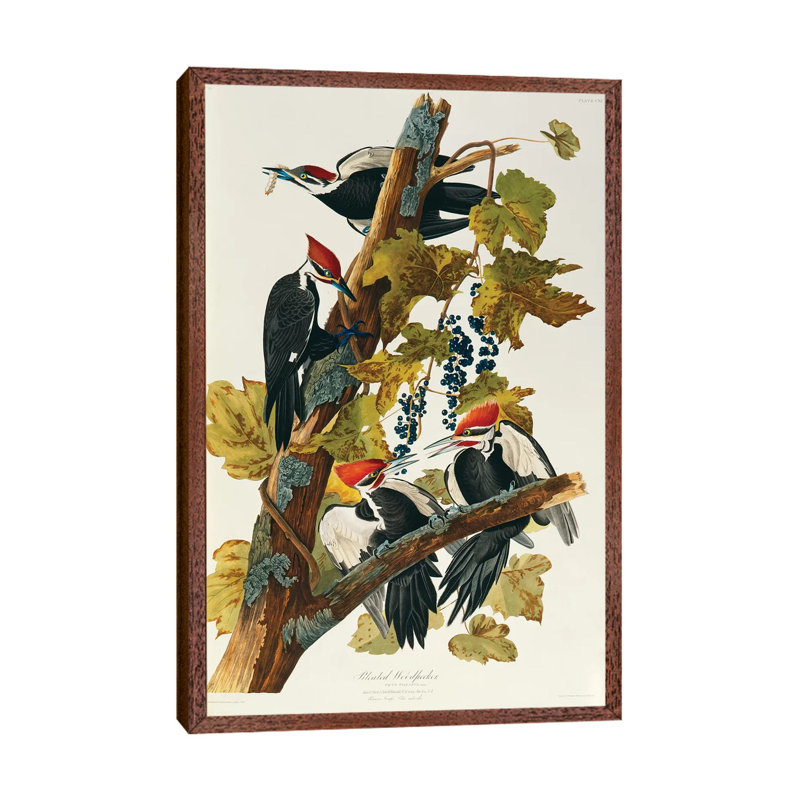 Pileated Woodpecker (Plate 111, Birds of America) by John Audubon - 1 Piece Wall Art on Canvas, 101.6 cm H x 66.04 cm W