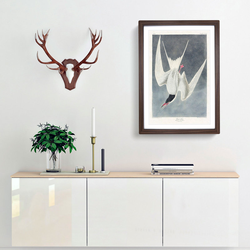 Great Tern Bird by John Audubon - Picture Frame Painting Print, 36cm H x 27cm W x 2cm D, Walnut Framed