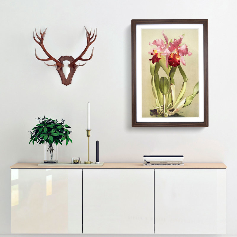 Magnolia Flowers Illustration Tab. 55 by Frederick Sander - Picture Frame Painting Print, Walnut, 91cm H x 60cm W x 2cm D