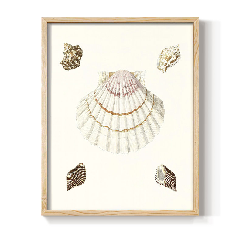 «Pastel Knorr Shells IV», H 21 po x l 17 po