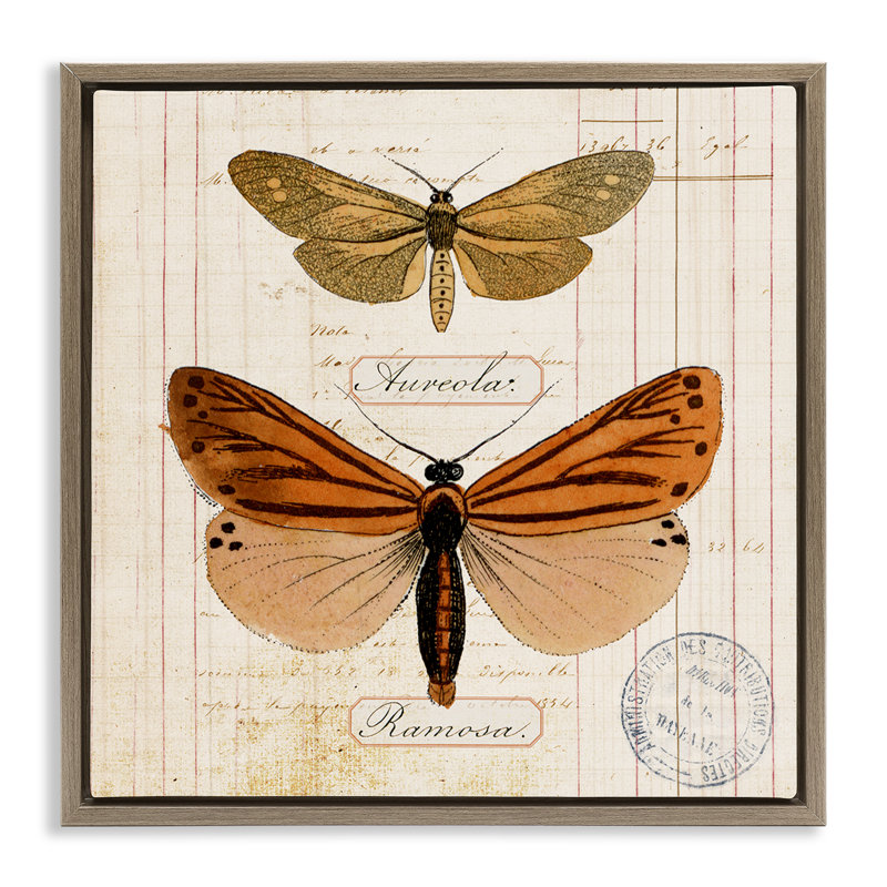  Art mural sur toile flottante, "Butterfly" par Susan Arnot, H 18 po x l 18 po, Brun
