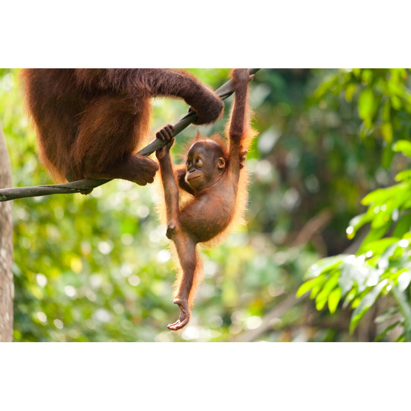 Bébé orang-outan jouant - Photographie sur toile tendue, L 48 po x H 32 po