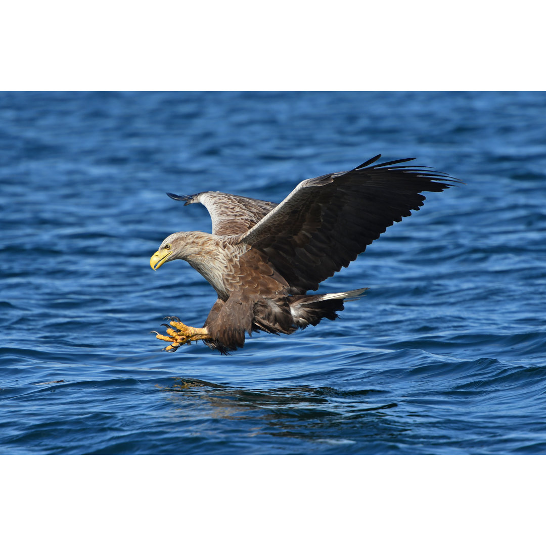 Leinwandbild Weißschwanzseeadler