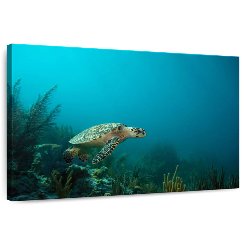 Crowle Caribbean Hawksbill Sea Turtle