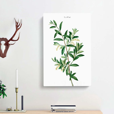 Green Olive Tree - Wrapped Canvas Painting