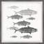 «Freshwater Fish», reproduction encadrée-1782010862