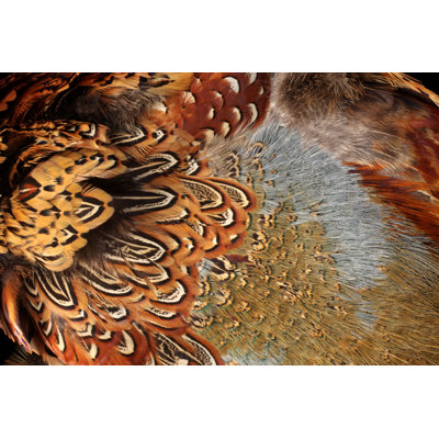 Pheasant Feathers by Kathryn8 - Wrapped Canvas Print
