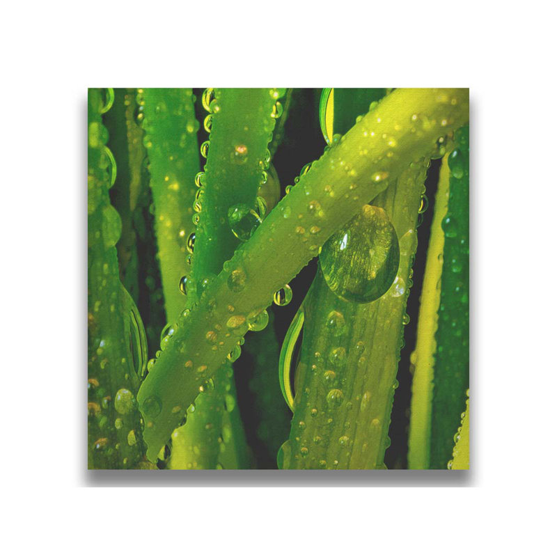 «Early Morning Greens» par Hal Halli. Impression sur papier - Montée et encadrée avec de l'acrylique transparent
