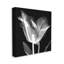 Fleur de tulipe, radiographie sur toile-93921715