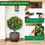 Arrangement-1656741977