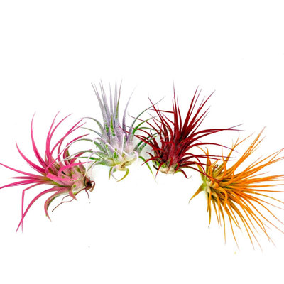 Air Plant Bundle Ionantha Colors 4PK 2"-3" — Primary color: Pink