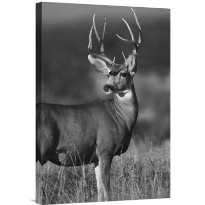 " Mule Deer Male "