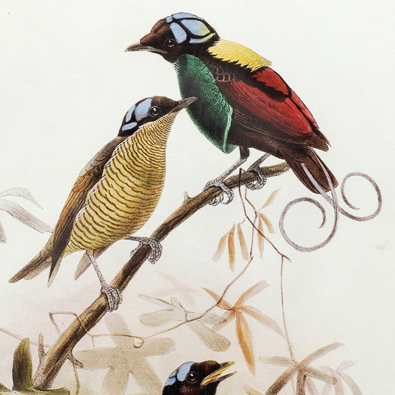Set Of 2 Bird Framed Print