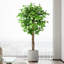 Ensemble de 2 arbres à ficus à 3 branches - votre raccourci pour une maison équilibrée. (Ensemble de 2)