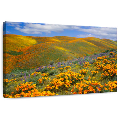 Réserve de coquelicots Alvord Antelope Valley